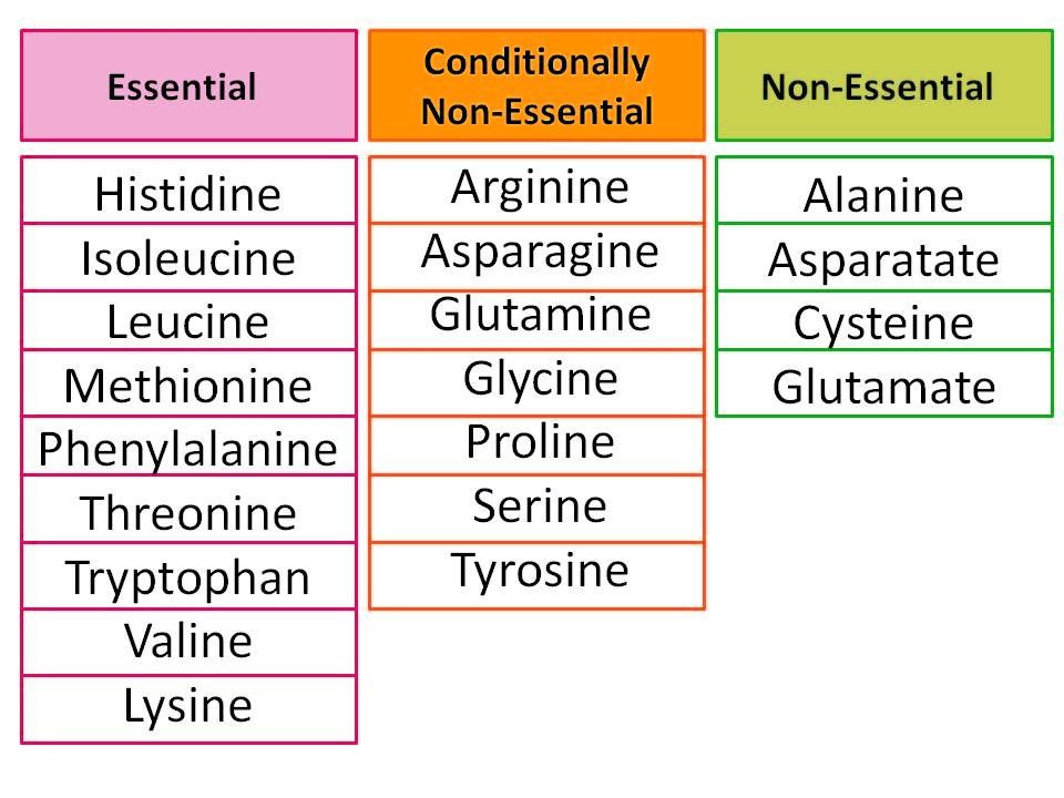 dna aminoacids_chart